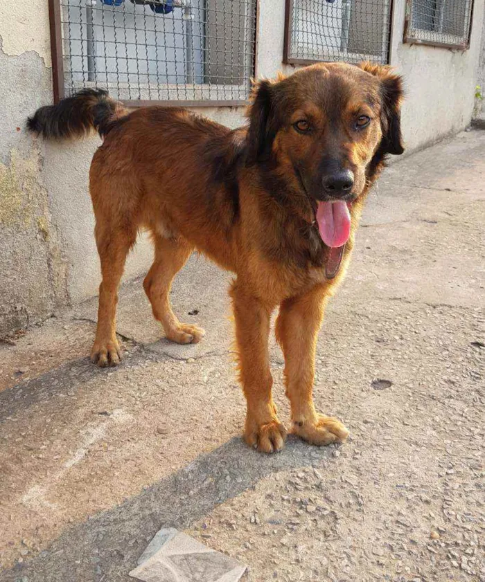 Cachorro raça SRD idade 2 anos nome Aquiles 