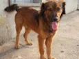 Aquiles 
