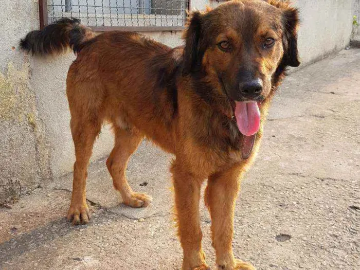 Cachorro raça SRD idade 2 anos nome Aquiles 