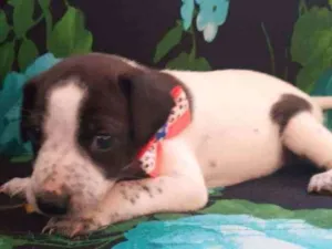 Cachorro raça Vira latas idade Abaixo de 2 meses nome Zozô