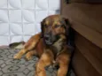 Aquiles 