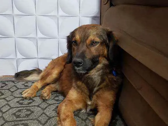 Cachorro raça SRD idade 2 anos nome Aquiles 