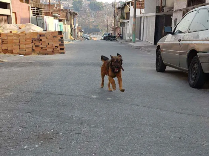 Cachorro raça SRD idade 2 anos nome Aquiles 