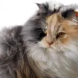 Peludinho