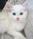 Peludinho