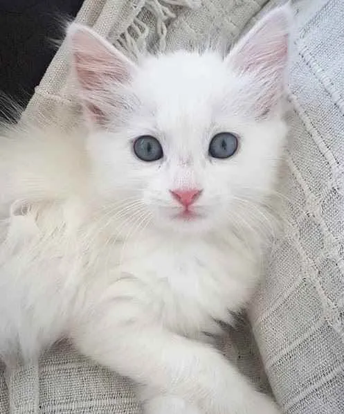 Gato raça Angora idade Abaixo de 2 meses nome Peludinho