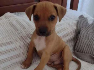 Cachorro raça SRD idade 2 a 6 meses nome Mike