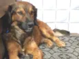 Aquiles 