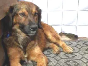 Cachorro raça SRD idade 2 anos nome Aquiles 