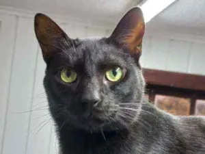 Gato raça Vira lata idade 1 ano nome Alaric