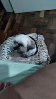 Dengoso