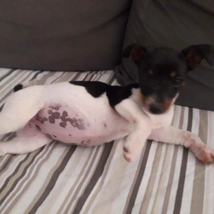 Cachorro ra a Pincher  idade 2 a 6 meses nome Belinha