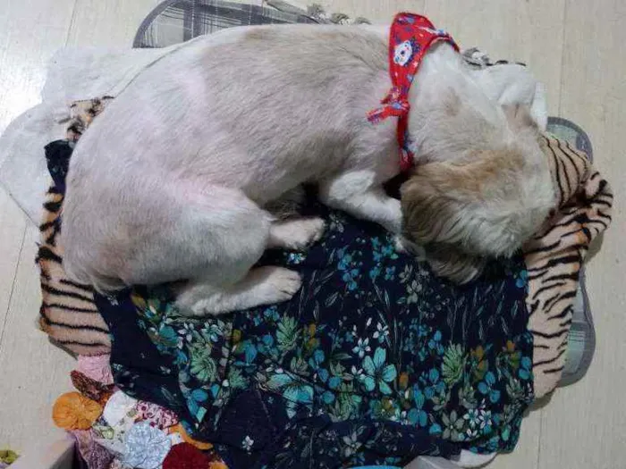 Cachorro ra a Lhasa idade 2 anos nome Dengoso