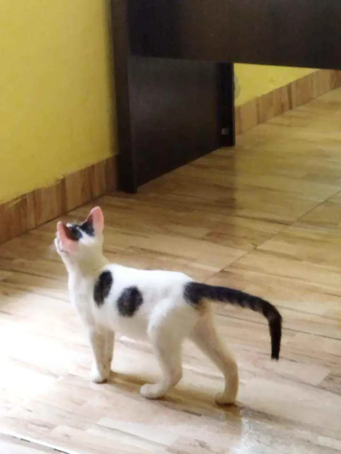 Gato ra a Gato Mestiço idade 2 a 6 meses nome Sem Nome