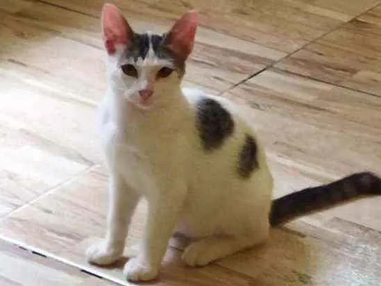 Gato ra a Gato Mestiço idade 2 a 6 meses nome Sem Nome