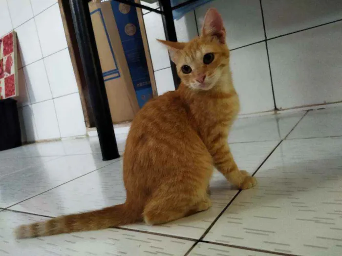 Gato ra a Persa idade 2 a 6 meses nome Thomas