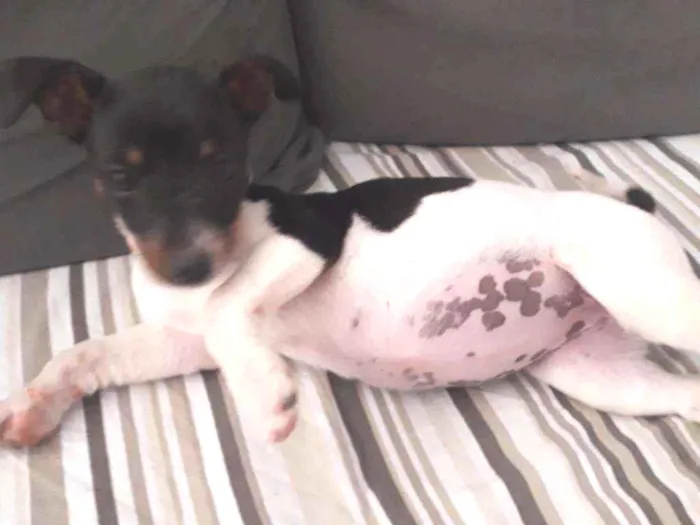 Cachorro ra a Pincher  idade 2 a 6 meses nome Belinha