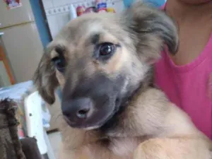 Cachorro raça Vira lata idade 7 a 11 meses nome Luna