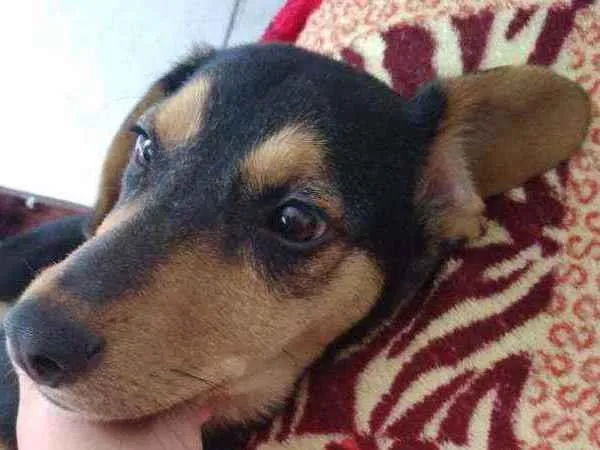 Cachorro ra a Vira lata idade 7 a 11 meses nome Estrela