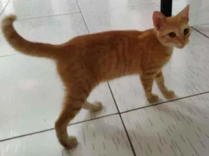 Gato raça Persa idade 2 a 6 meses nome Thomas