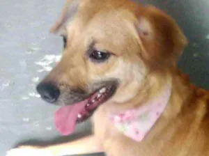 Cachorro raça Srd Linda demais  idade 1 ano nome Amora linda 