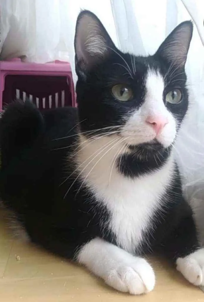 Gato ra a Srd idade 2 anos nome Joao