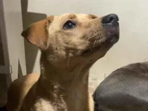 Cachorro raça SRD-ViraLata idade 7 a 11 meses nome Caramelo