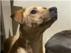 Cachorro raça SRD-ViraLata idade 7 a 11 meses nome Caramelo
