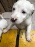 Cachorro raça SRD  idade Abaixo de 2 meses nome Sem Nome