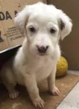 Cachorro raça SRD  idade Abaixo de 2 meses nome Sem Nome