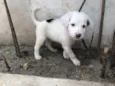 Cachorro raça SRD  idade Abaixo de 2 meses nome Sem Nome