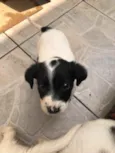 Cachorro raça SRD idade Abaixo de 2 meses nome Sem nome