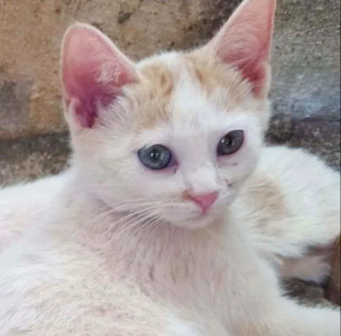 Gato ra a Srd idade Abaixo de 2 meses nome Bruce