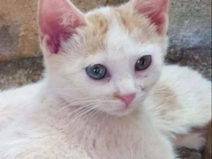 Gato ra a Srd idade Abaixo de 2 meses nome Bruce