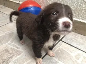 Cachorro raça SRD idade Abaixo de 2 meses nome Sem nome