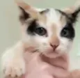 Ritinha