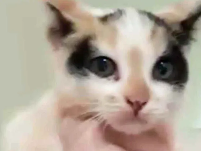 Gato ra a Srd  idade Abaixo de 2 meses nome Ritinha