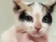 Ritinha