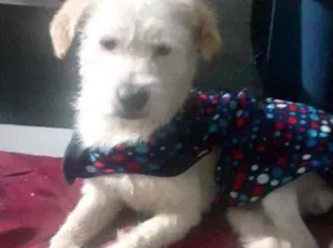 Cachorro raça Srd idade 7 a 11 meses nome Neve bebê lindo 