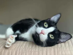 Gato raça Srd idade 2 anos nome Joao