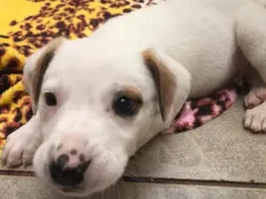 Cachorro raça SRD idade Abaixo de 2 meses nome Sem nome