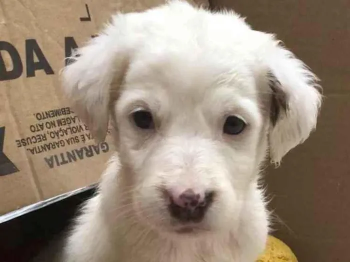 Cachorro raça SRD  idade Abaixo de 2 meses nome Sem Nome