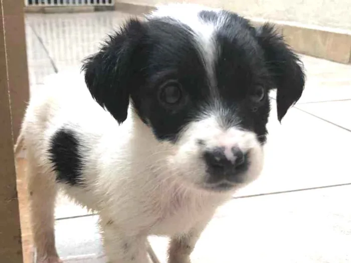 Cachorro raça SRD idade Abaixo de 2 meses nome Sem nome