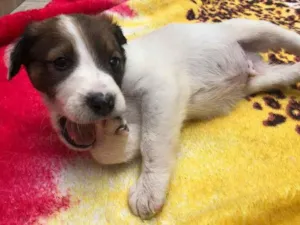 Cachorro raça SRD  idade Abaixo de 2 meses nome Sem Nome