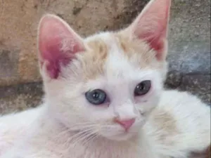 Gato raça Srd idade Abaixo de 2 meses nome Bruce