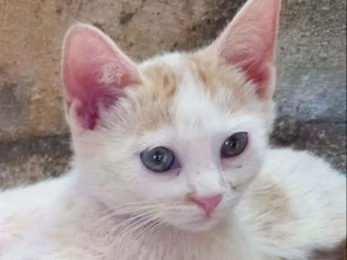Gato ra a Srd idade Abaixo de 2 meses nome Bruce