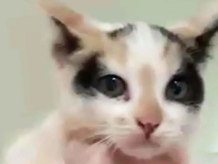 Gato ra a Srd  idade Abaixo de 2 meses nome Ritinha