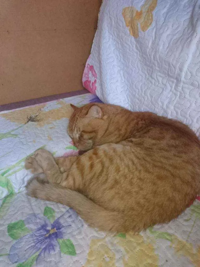 Gato ra a Não sei idade 3 anos nome Leão