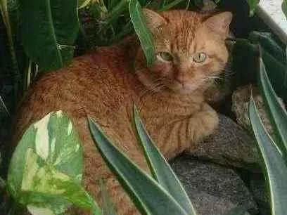 Gato ra a Não sei idade 3 anos nome Leão