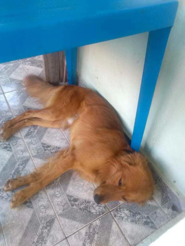 Cachorro ra a  idade 2 anos nome Simba